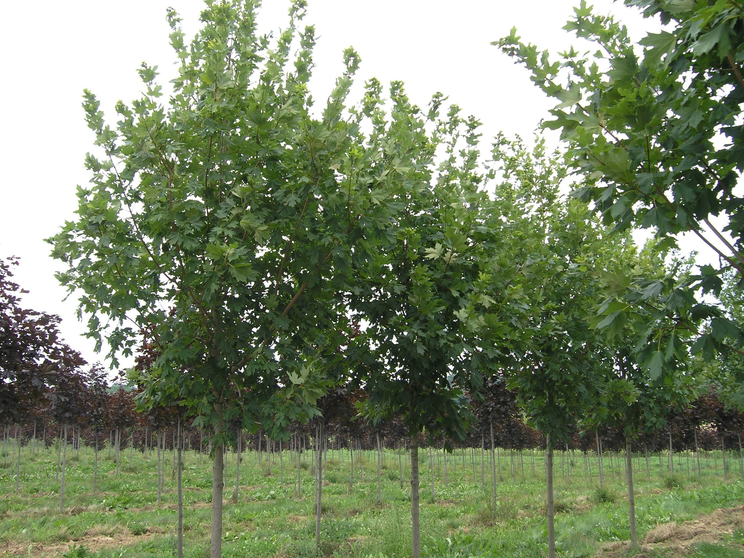 Acer saccharum ‘Commemoration’